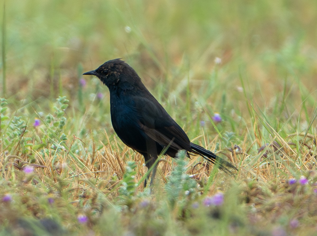 Indian Robin - ML624156303