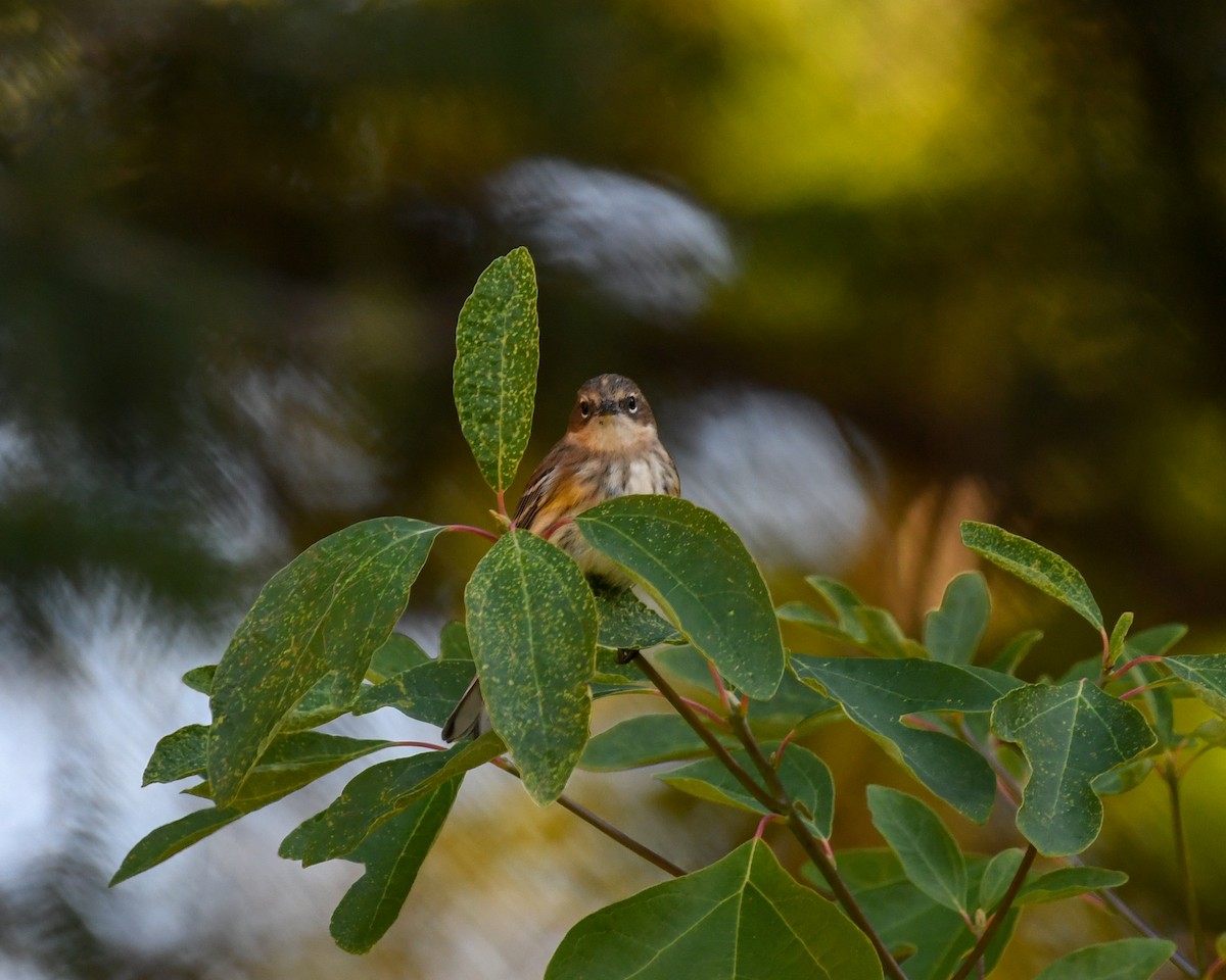 Yellow-rumped Warbler - ML624156314