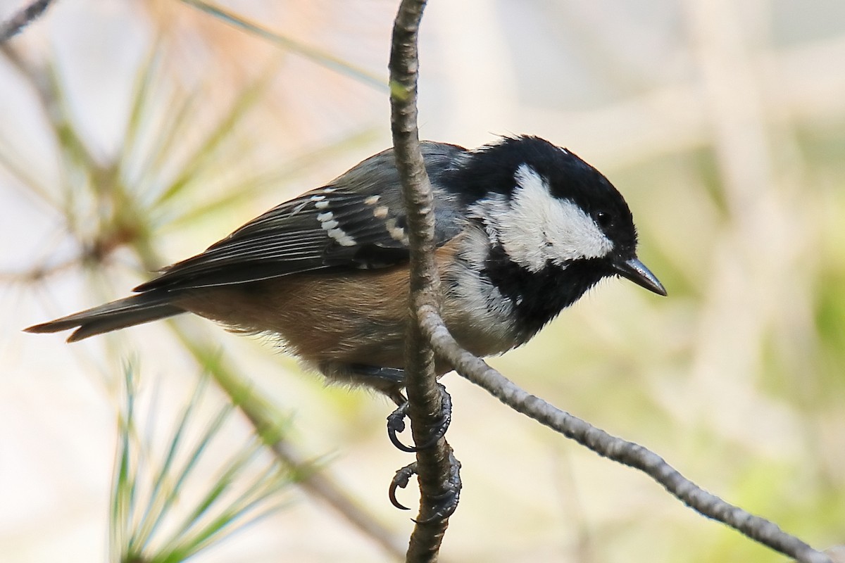 Coal Tit - ML624156316