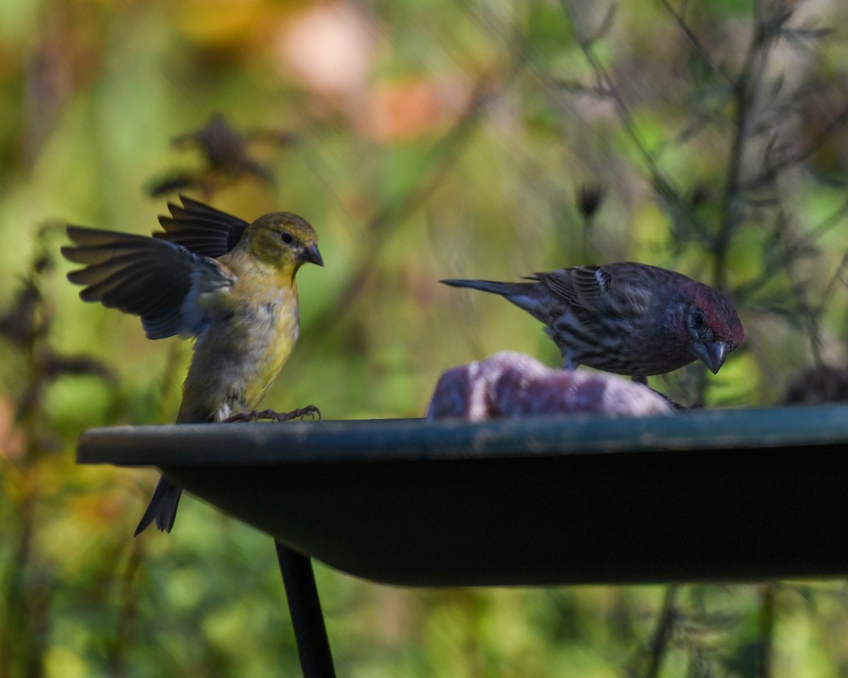 American Goldfinch - ML624156317