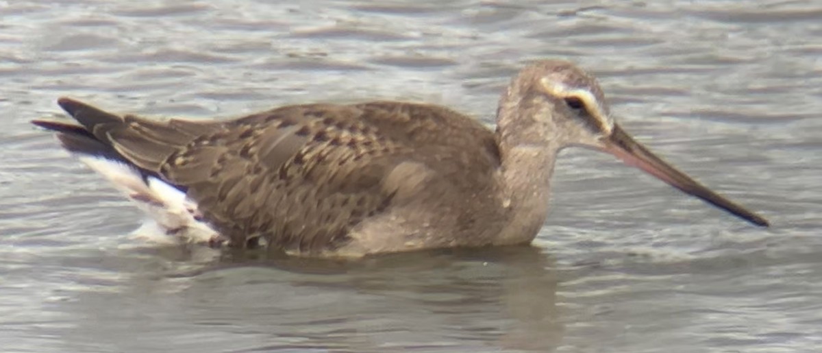 Hudsonian Godwit - ML624156328