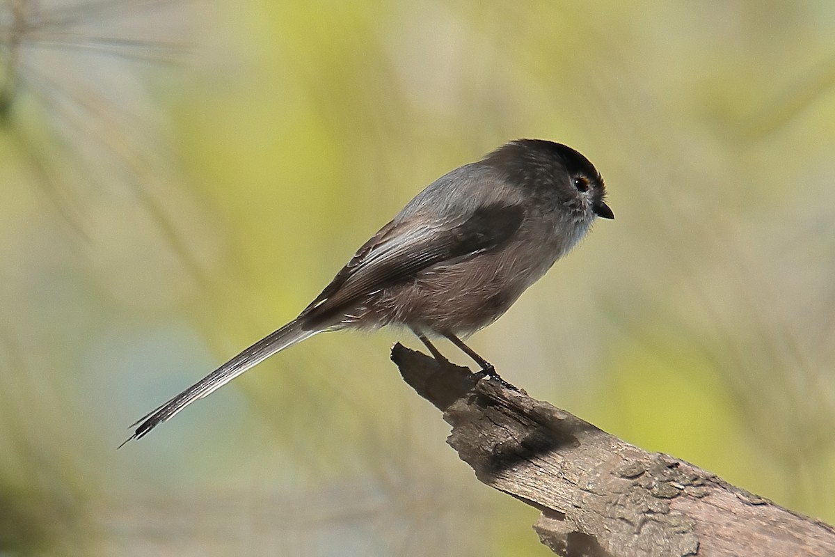 Long-tailed Tit - ML624156353