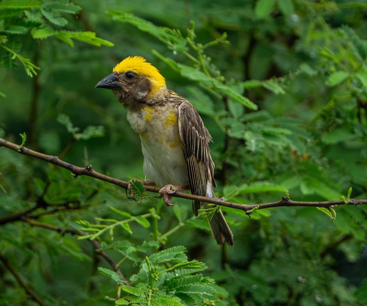 Baya Weaver - ML624156359