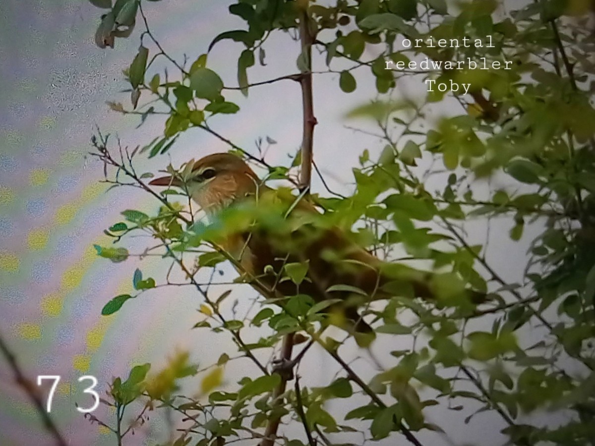 Oriental Reed Warbler - ML624156363