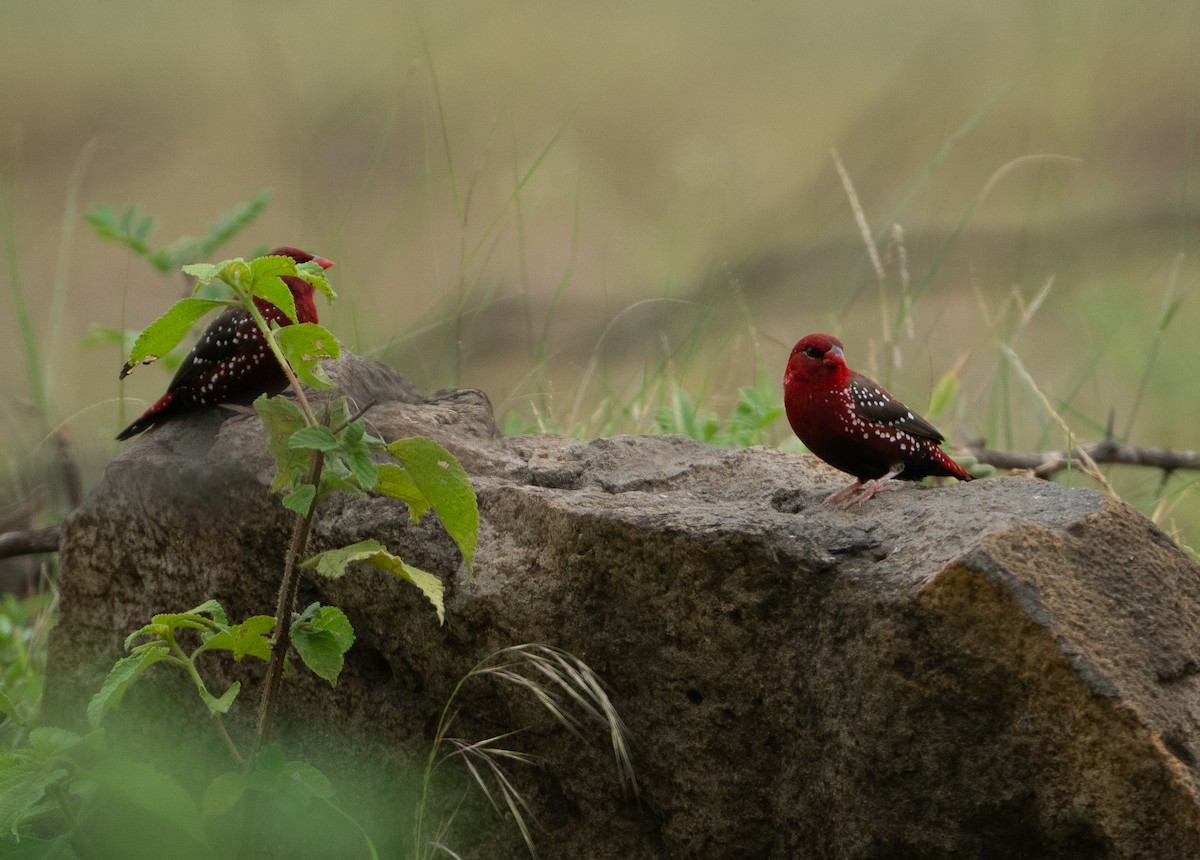 Red Avadavat - ML624156368