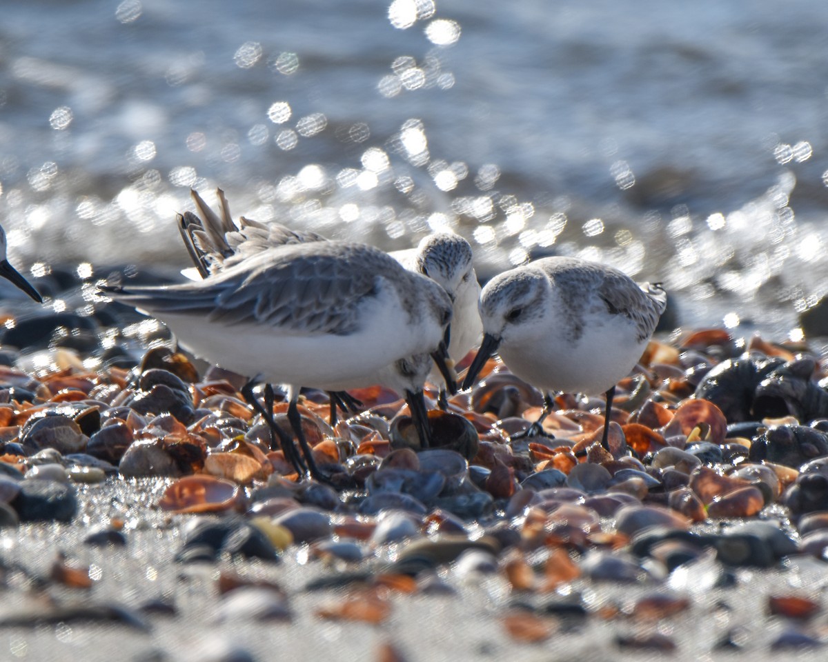 Sanderling - ML624156382