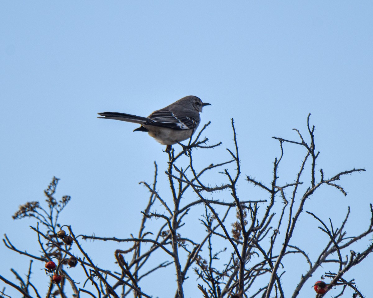 Northern Mockingbird - ML624156387