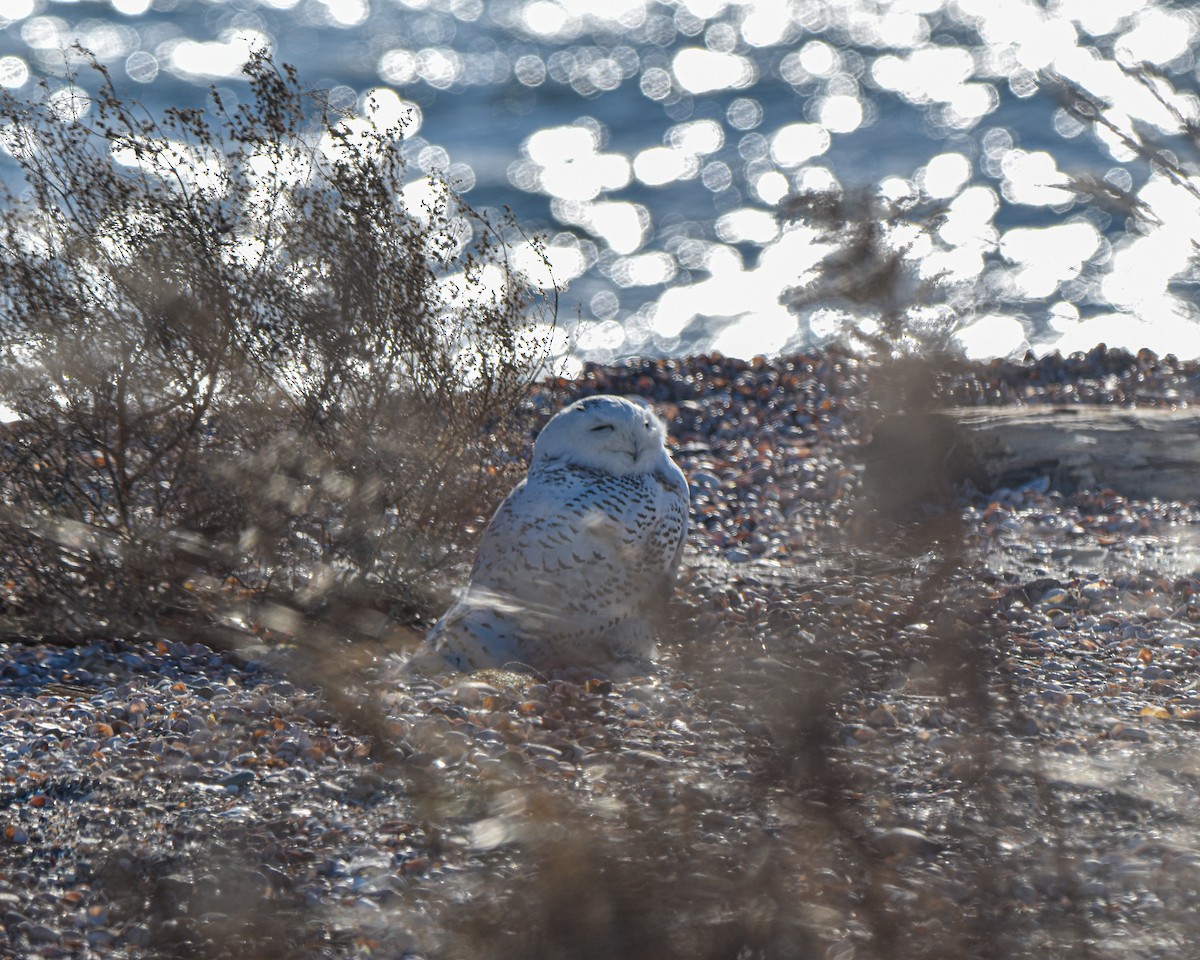 Snowy Owl - ML624156399