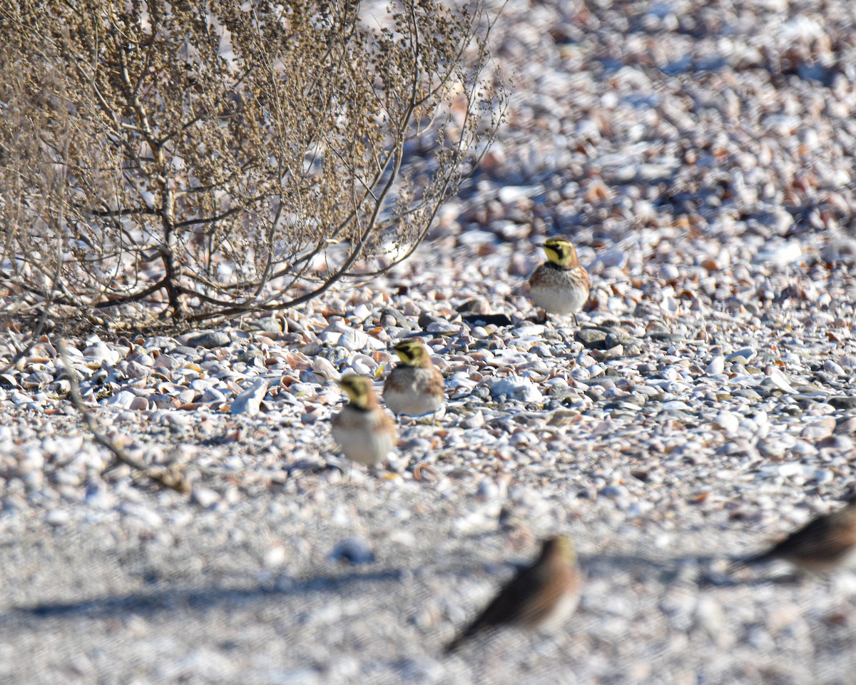 Horned Lark - ML624156407