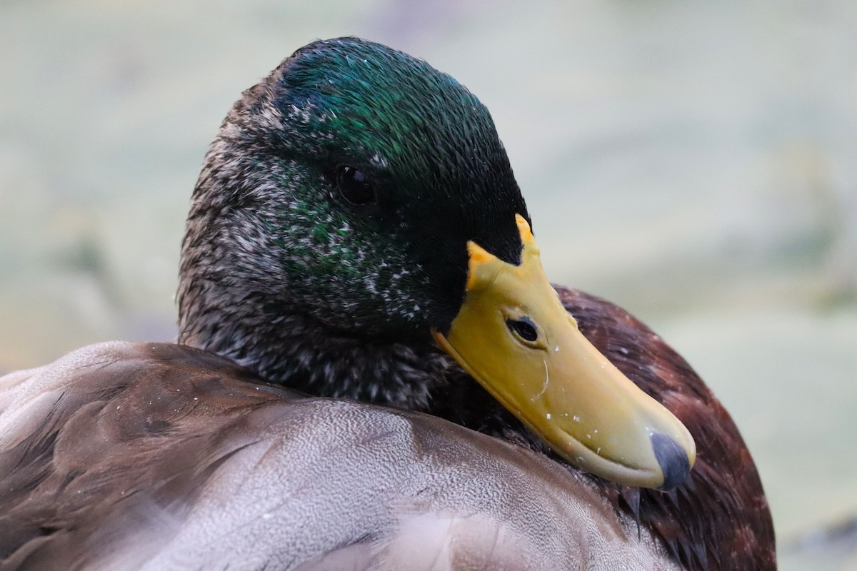 stokkand - ML624156414