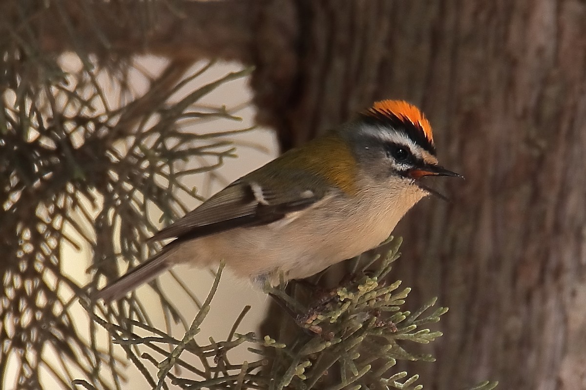 Common Firecrest - ML624156419