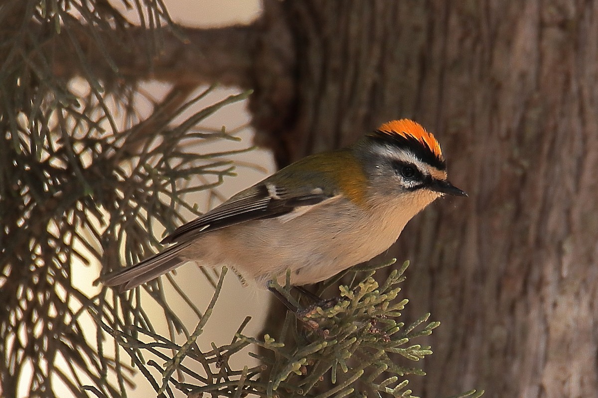 Common Firecrest - ML624156420