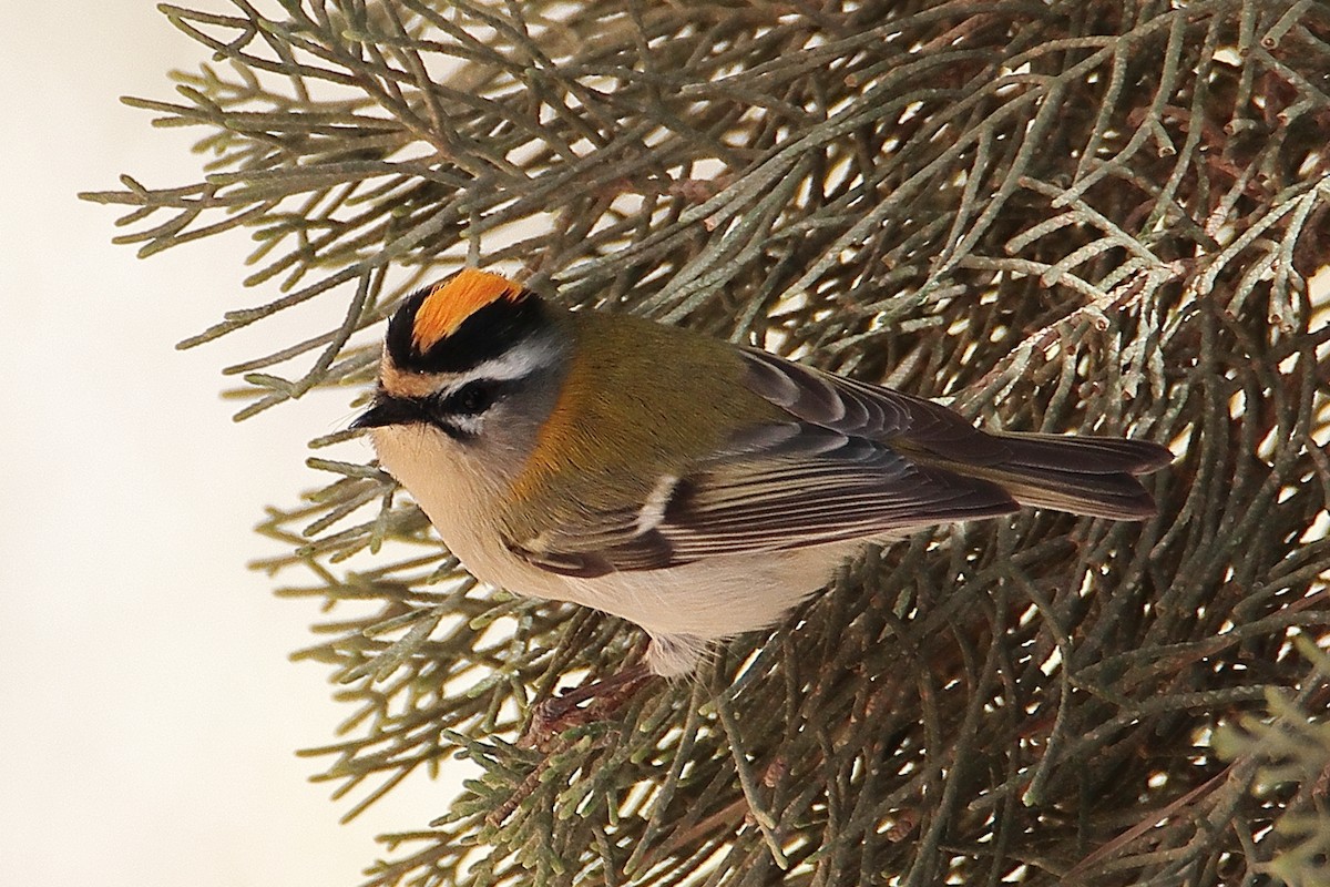 Common Firecrest - ML624156421