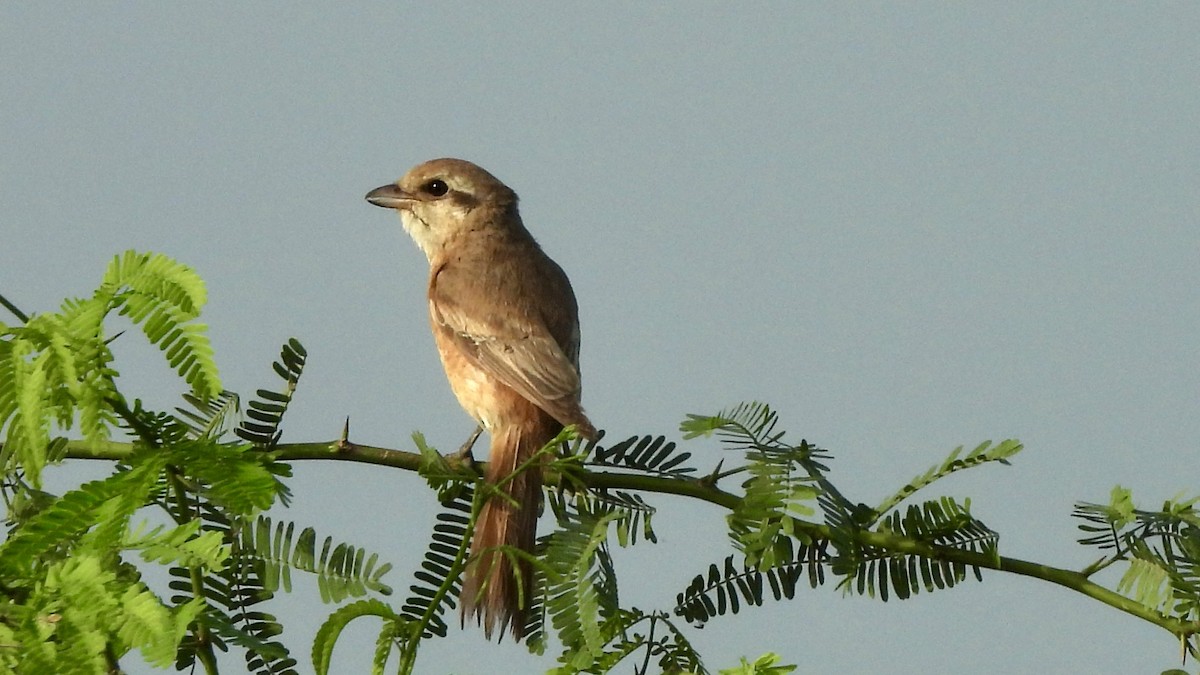 Averla isabellina - ML624156440