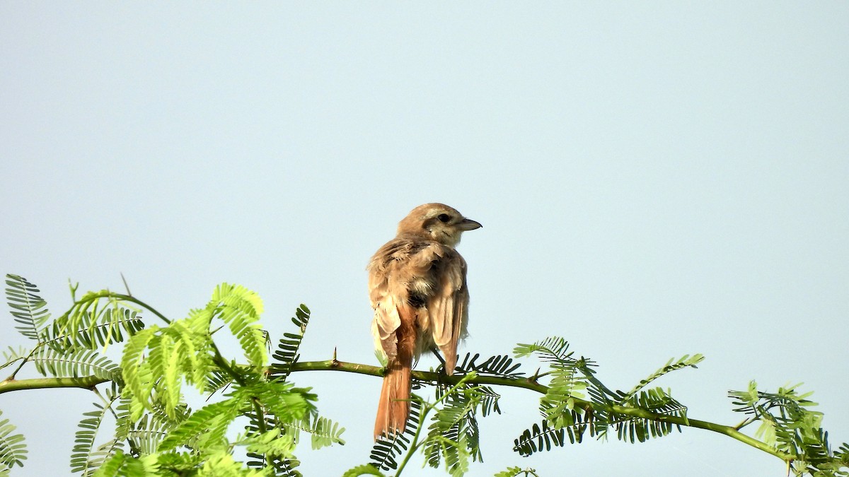 Averla isabellina - ML624156443