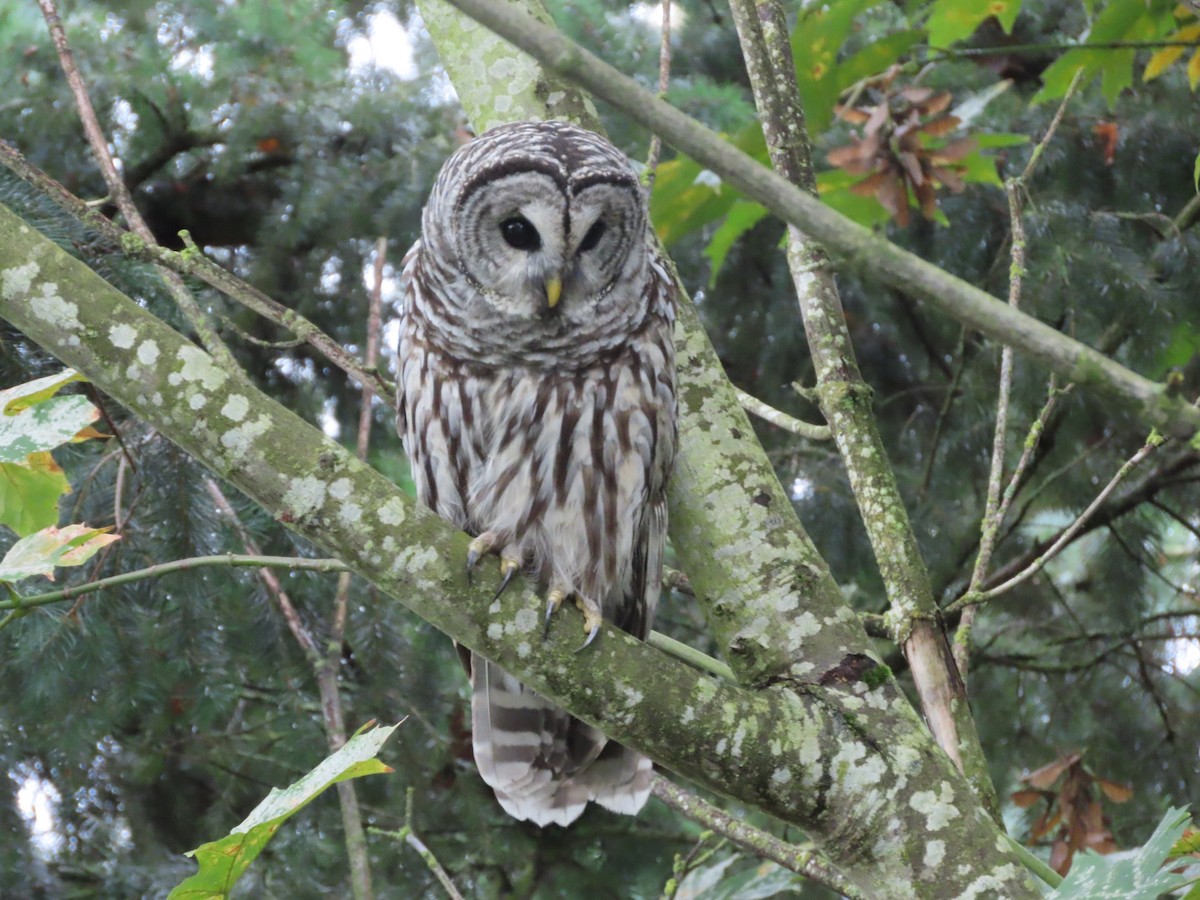 Barred Owl - ML624156467