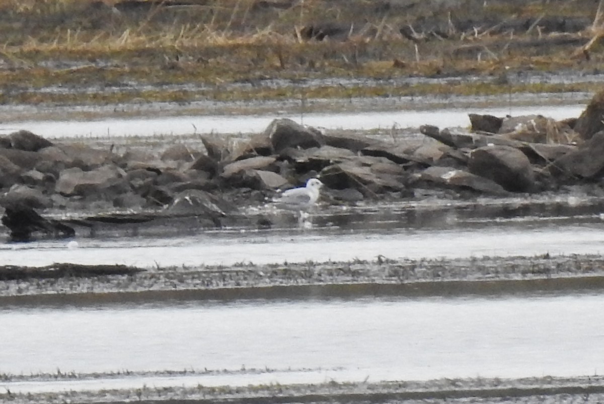 Bonaparte's Gull - ML624156477