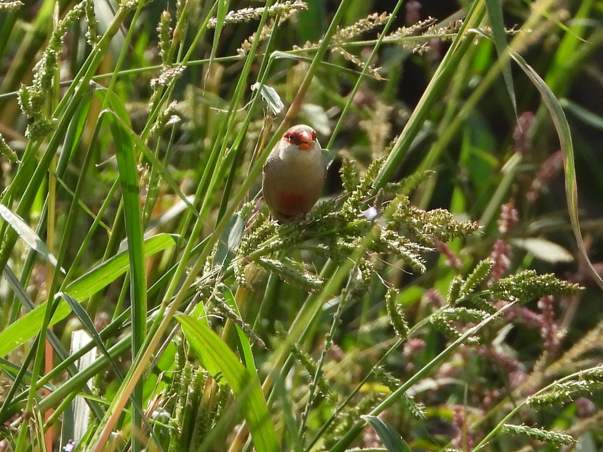 Common Waxbill - ML624156478