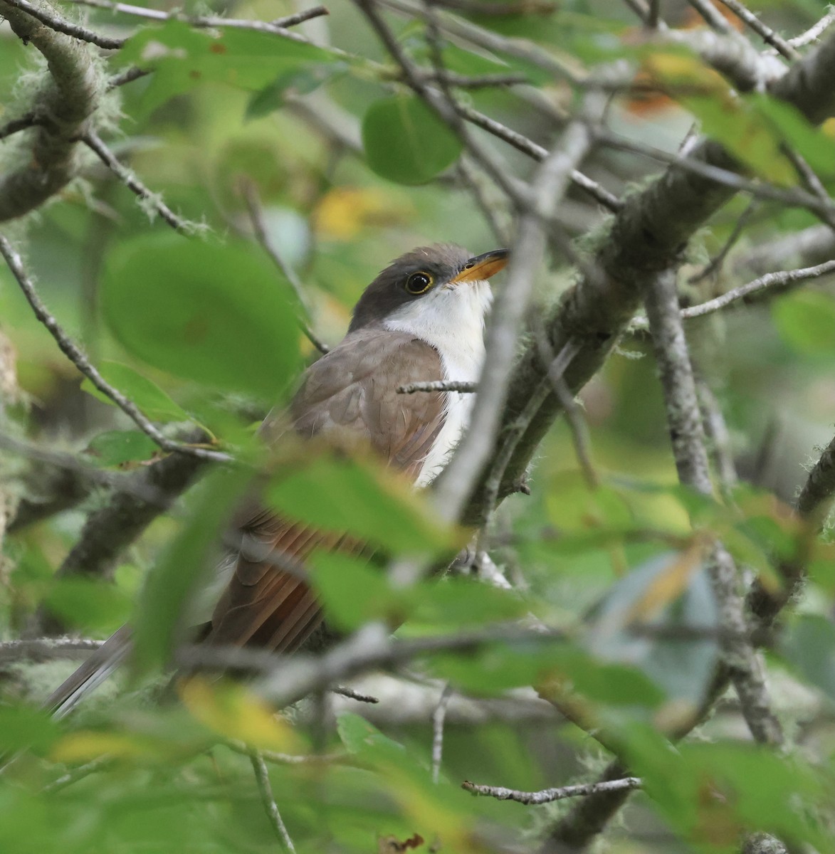 Yellow-billed Cuckoo - ML624156479