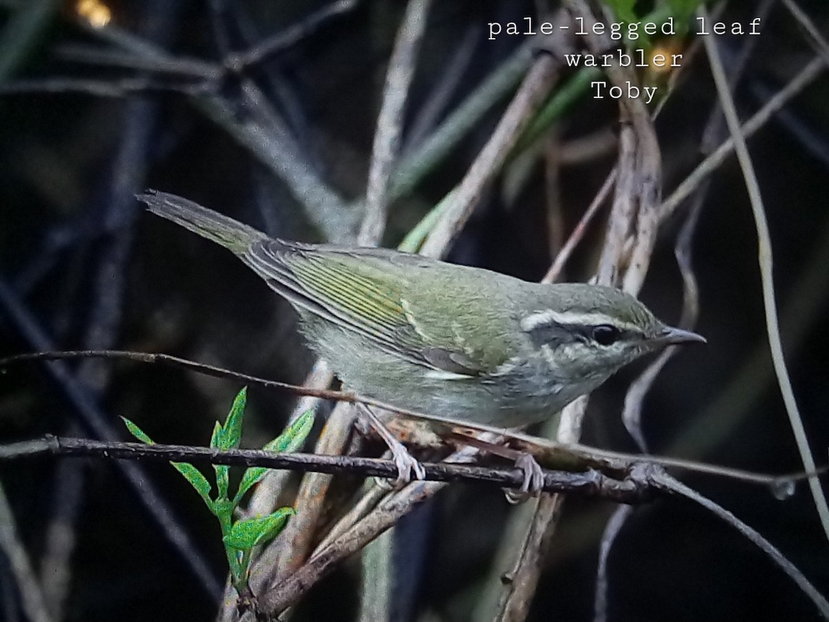 Pale-legged Leaf Warbler - ML624156486