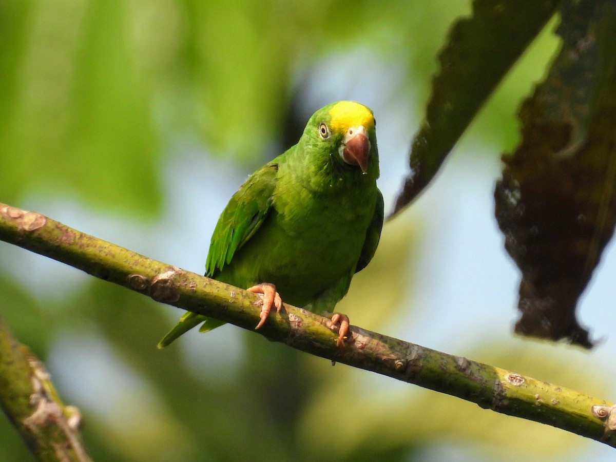 Tui Parakeet - Lisa Schibley