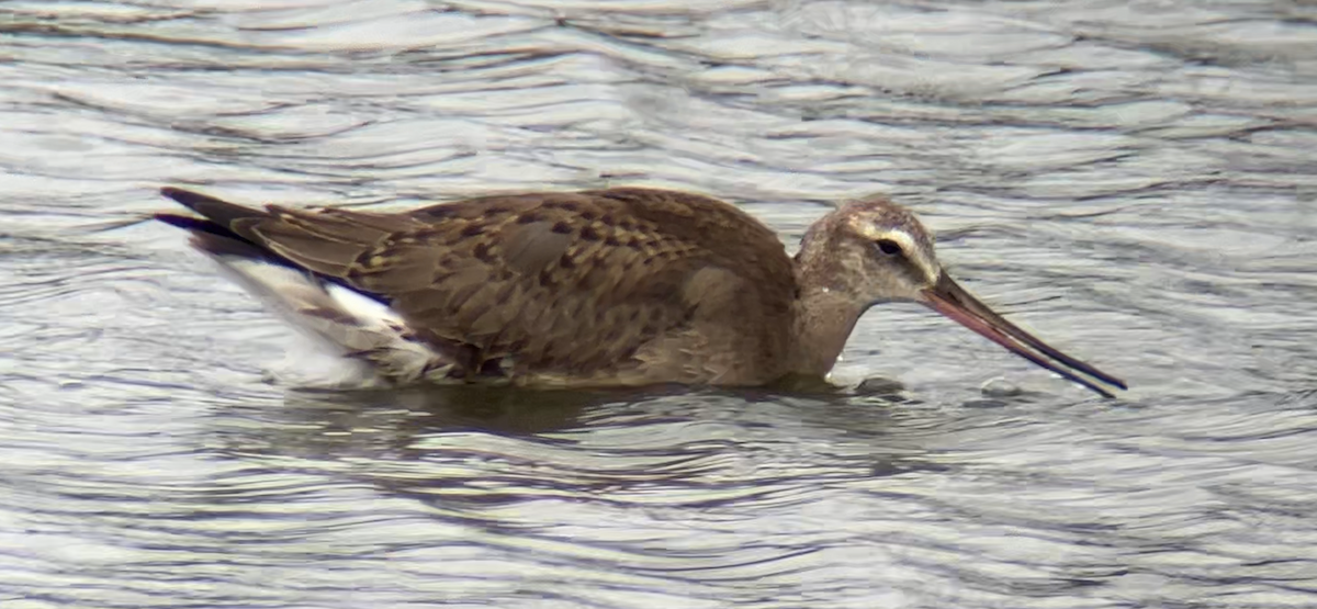 Hudsonian Godwit - ML624156586