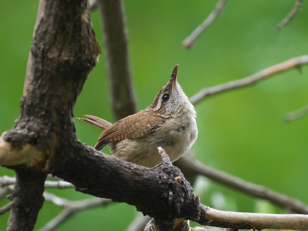 Carolina Wren - Gavin Edmondstone