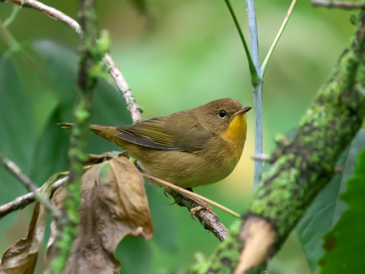 Common Yellowthroat - ML624156603