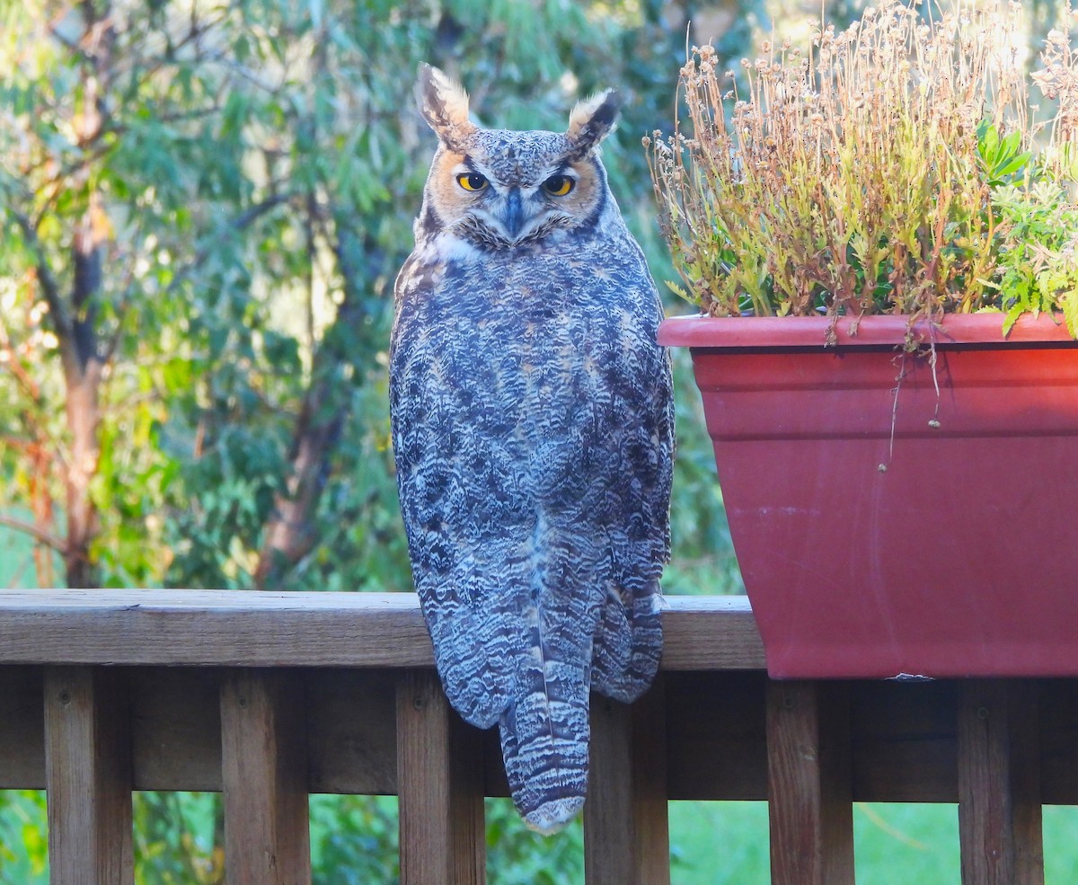 Great Horned Owl - ML624156607