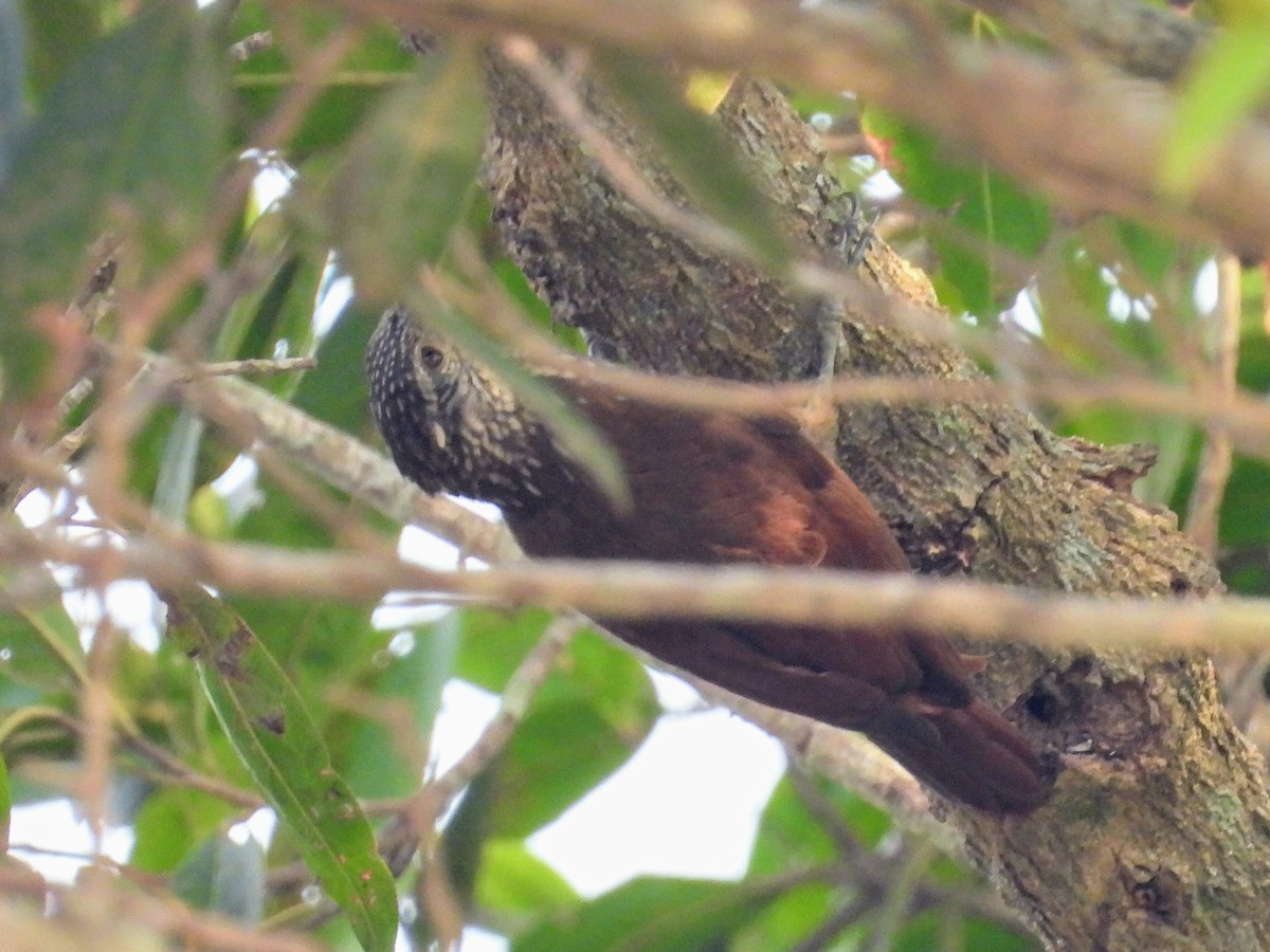 Straight-billed Woodcreeper - ML624156617