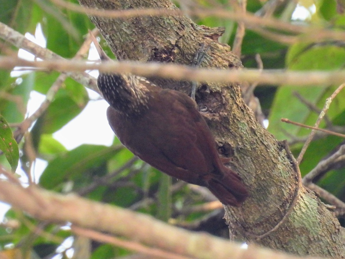 Straight-billed Woodcreeper - ML624156618