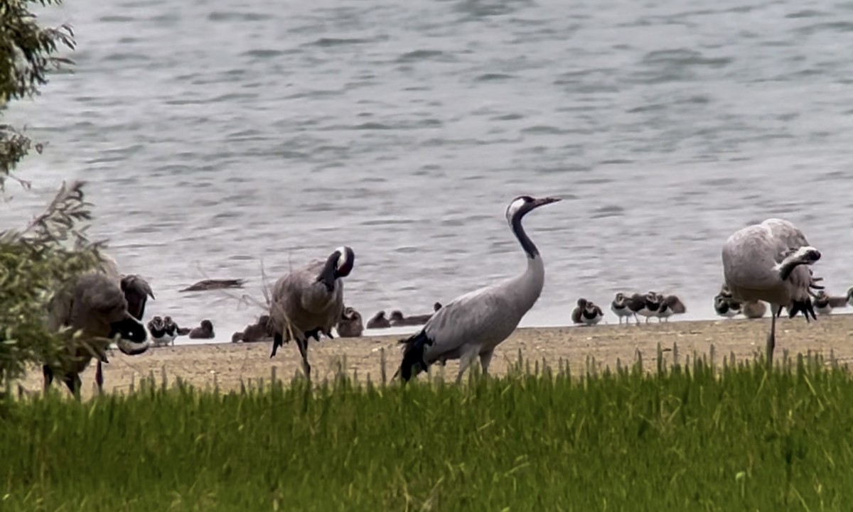 Common Crane - Patrick Finch