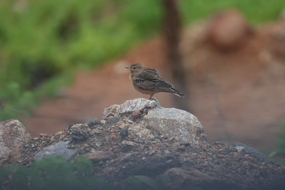 Rufous-tailed Lark - ML624156707