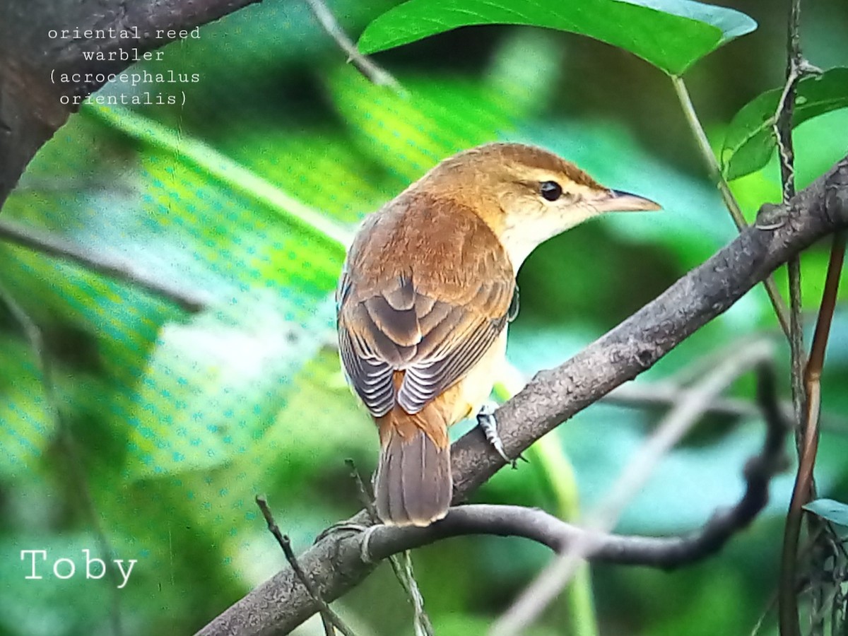 Oriental Reed Warbler - ML624156755