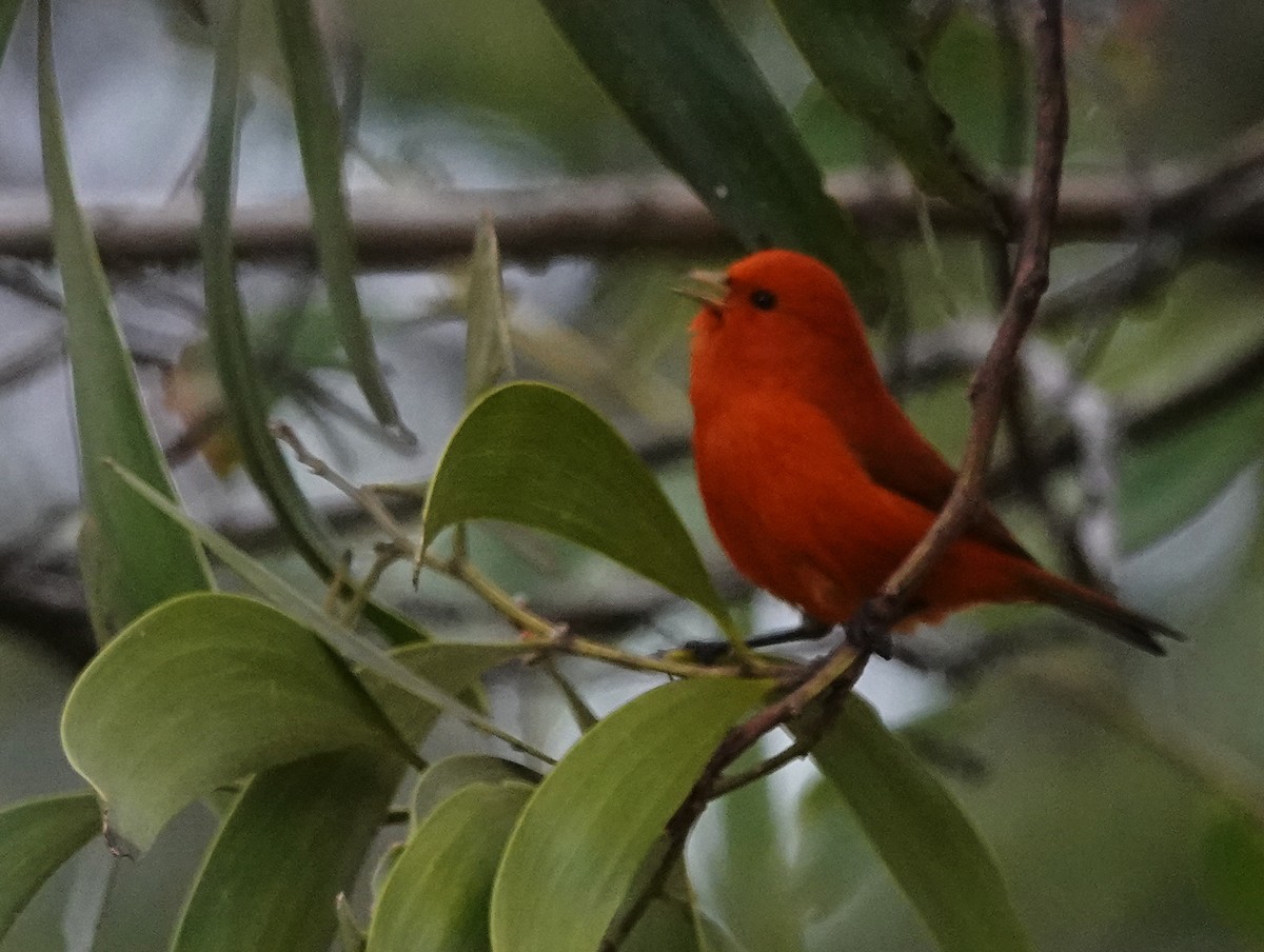 Akepa de Hawai - ML624156763