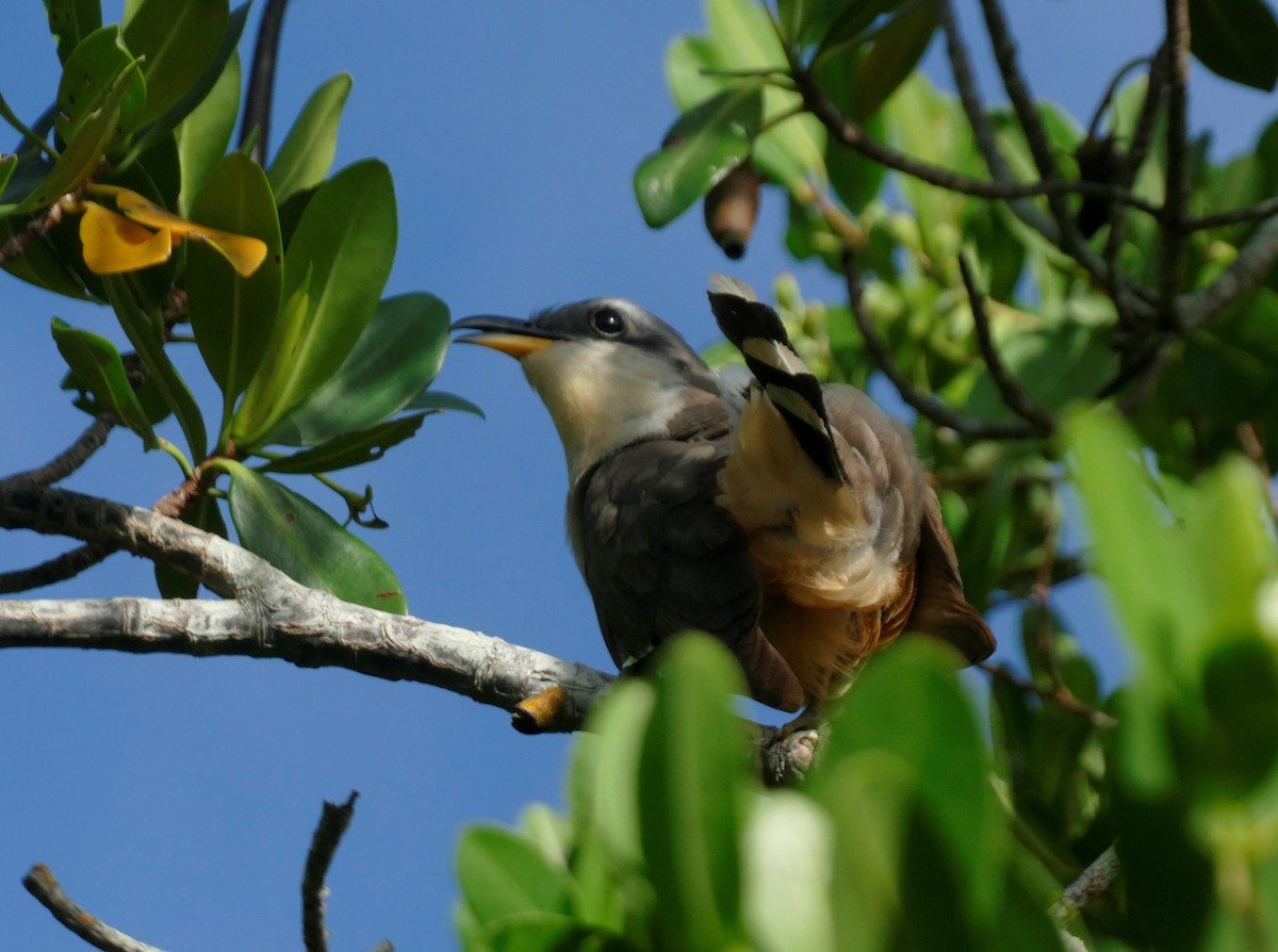 Mangrovekuckuck - ML624156806