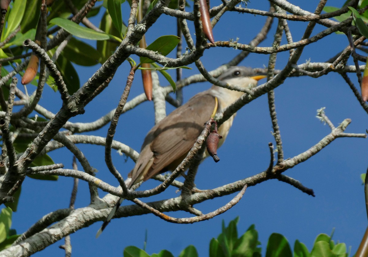 Mangrove Cuckoo - Ron Smith