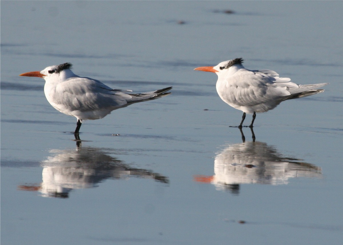 Royal Tern - ML624156849