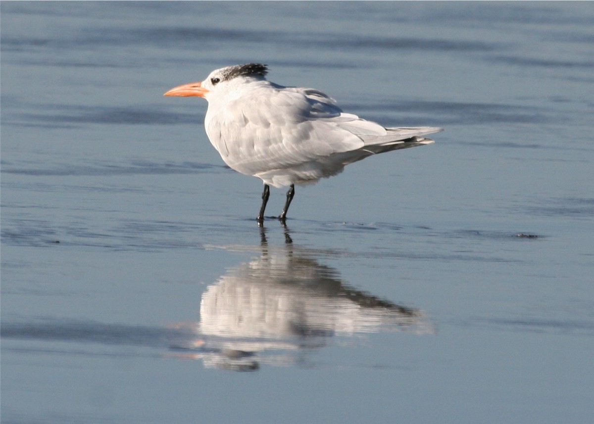 Royal Tern - ML624156851