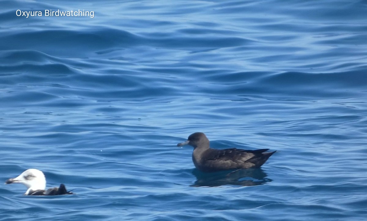 Sooty Shearwater - ML624156911