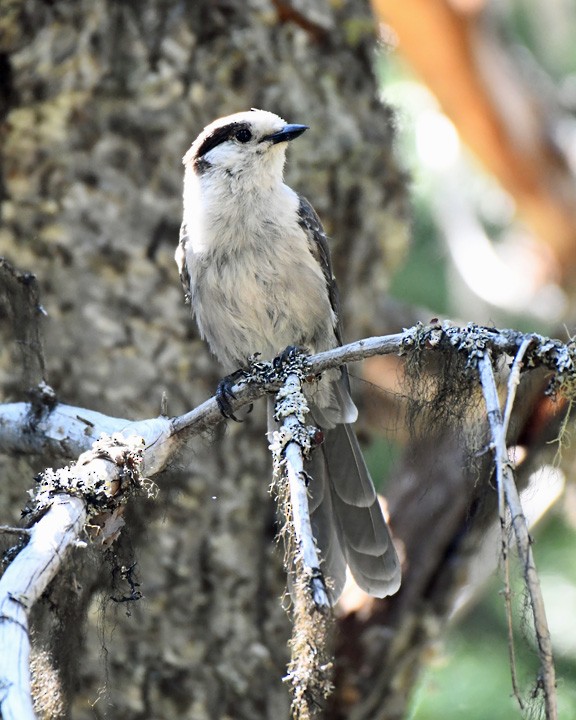 Canada Jay - ML624156924