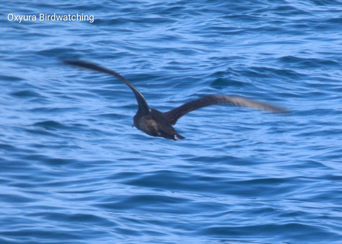 Sooty Shearwater - ML624156984