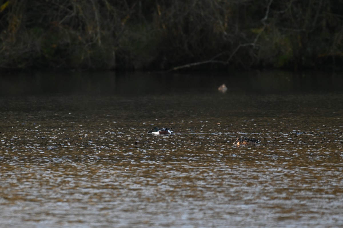 Northern Shoveler - ML624157003