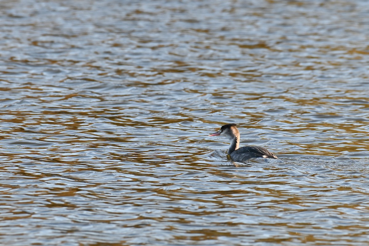 Great Crested Grebe - ML624157005