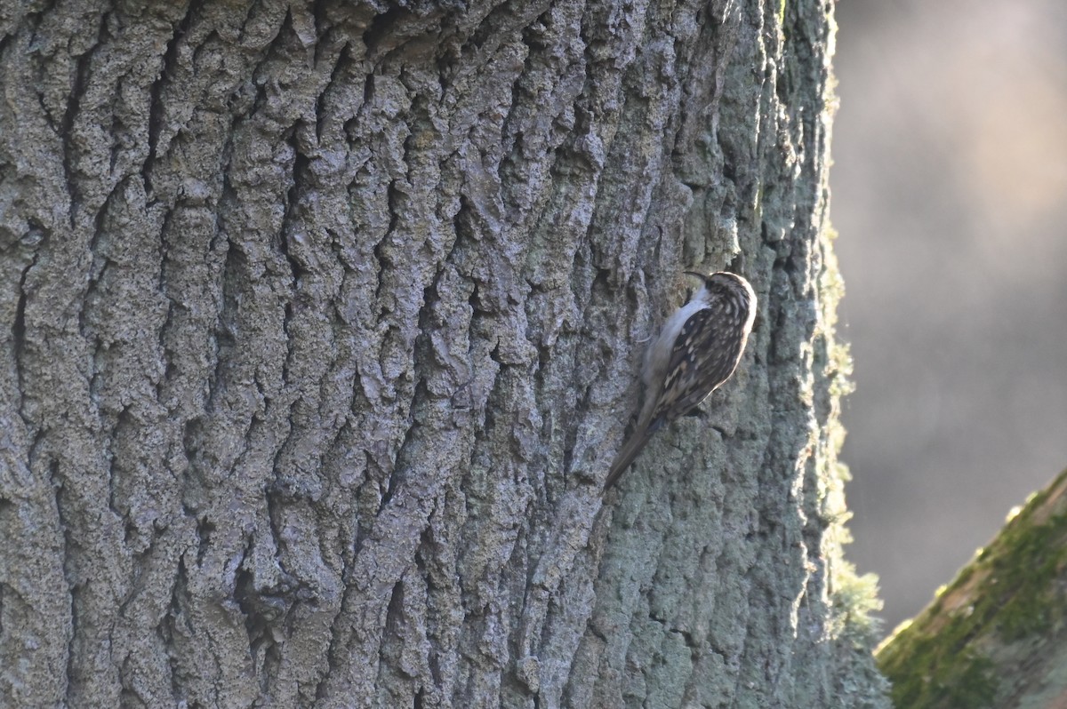 Eurasian Treecreeper - ML624157011