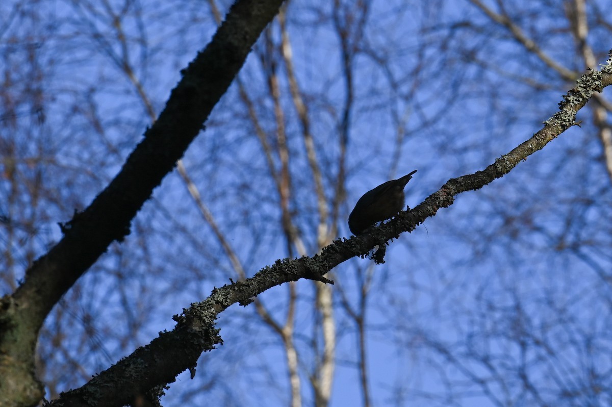 Eurasian Nuthatch (Western) - ML624157019