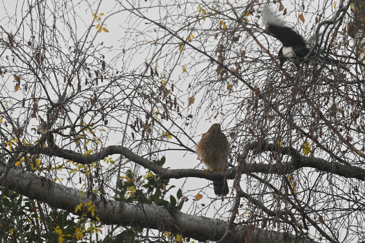 Eurasian Sparrowhawk - ML624157081