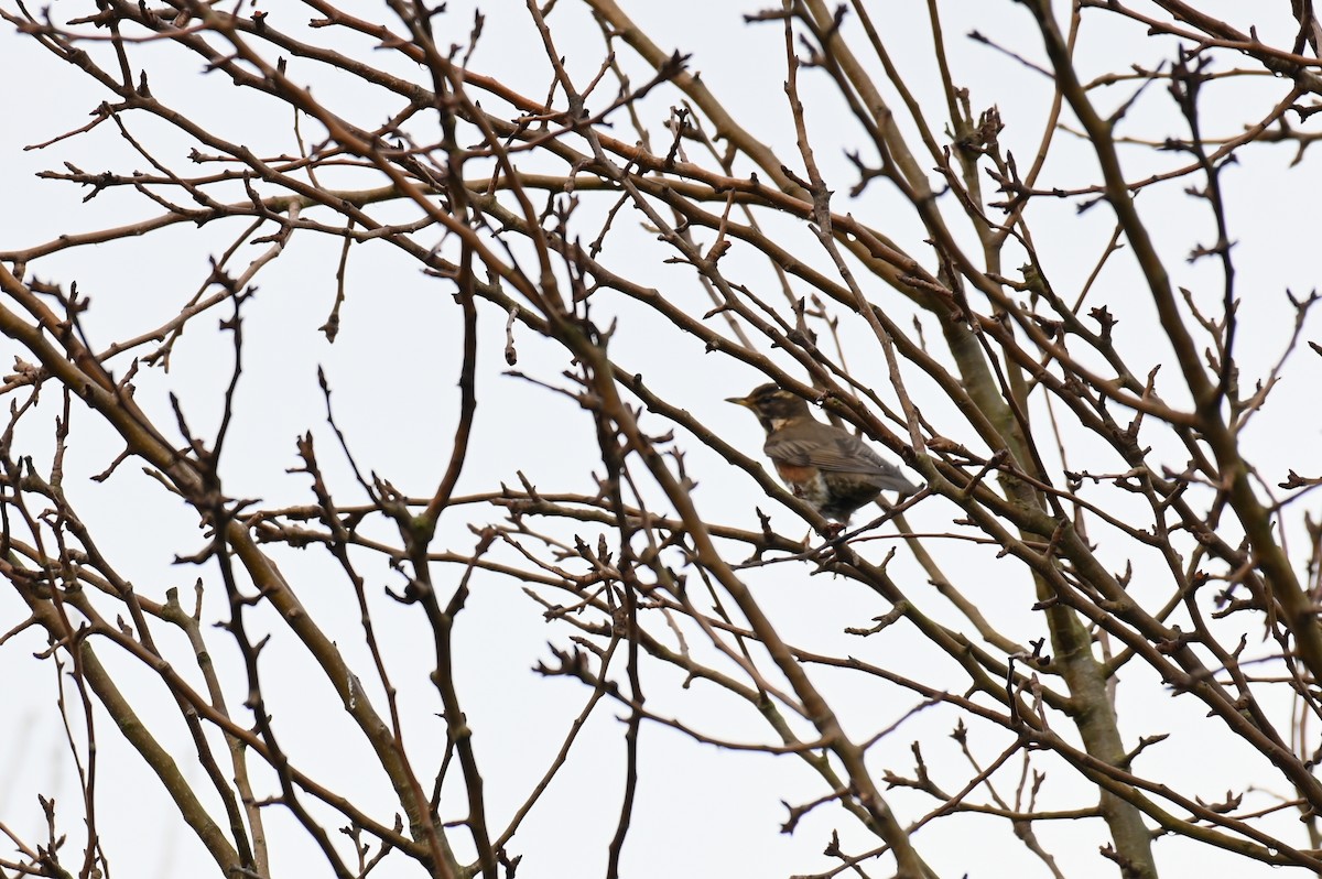 Redwing (Eurasian) - ML624157084