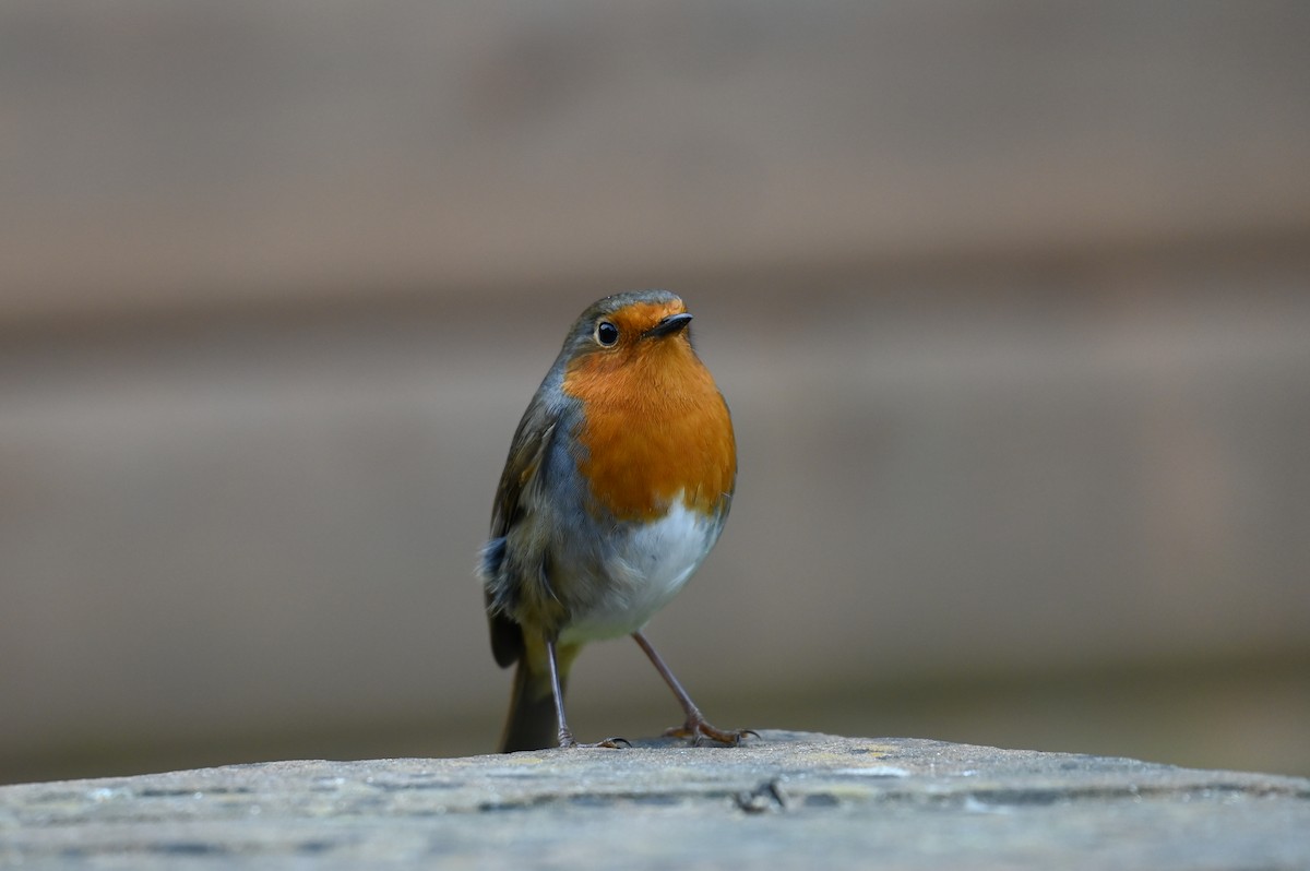 European Robin - ML624157085