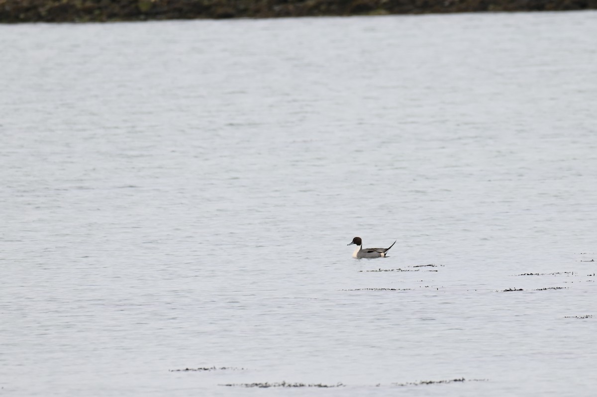 Northern Pintail - ML624157116